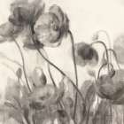 Monochromatic Poppies Art Print