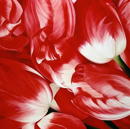 Most Beautiful Tulip III Européen reproduction