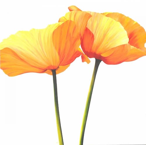 Yellow Poppy Européen reproduction