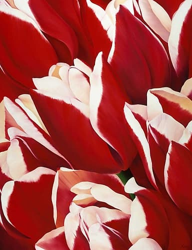 Red and White II Européen reproduction