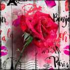 Red Rose Art Print
