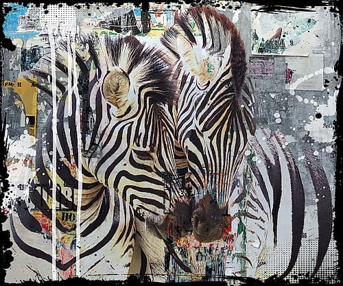 Wildlife Zebra Art Print
