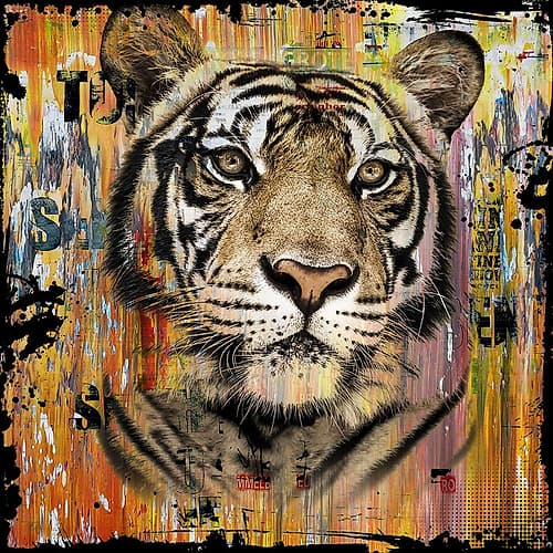 Wildlife Tiger Animaux reproduction