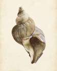 3-UP Watercolor Seashell II - by Wang, Melissa | World Art Group | Wang, Melissa