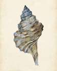 3-UP Watercolor Seashell III - by Wang, Melissa | World Art Group | Wang, Melissa