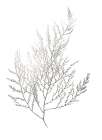  CH Silver Foil Algae II - by Goldberger, Jennifer | World Art Group | Goldberger, Jennifer