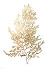 CH Gold Foil Algae IV - by Goldberger, Jennifer | World Art Group | Goldberger, Jennifer