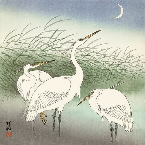 Herons in shallow water Art Print
