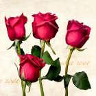 A Rose is a Rose (detail) Art Print