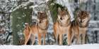 Wolves in the snow, Germany (detail) Art Print