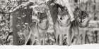 Wolves in the snow, germany (detail, BW) Art Print