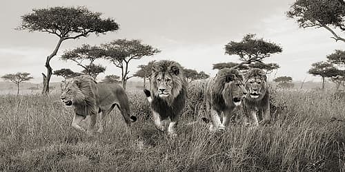 Brothers- Masai Mara- Kenya (detail) Art Print by Pangea Images