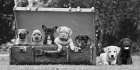 Dog Pups in a Suitcase Art Print