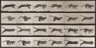 Cat galloping, 1887 Art Print