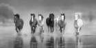 Wild Horses (BW) Art Print
