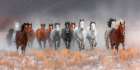 Herd of Mustangs Art Print