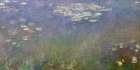 Water Lilies (Agapanthus) Art Print