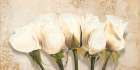 White Rose Buds Art Print