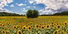 Gelso tra i girasoli (detail) Art Print