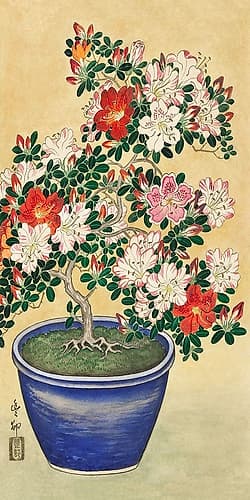 Blooming azalea in blue pot Art Print