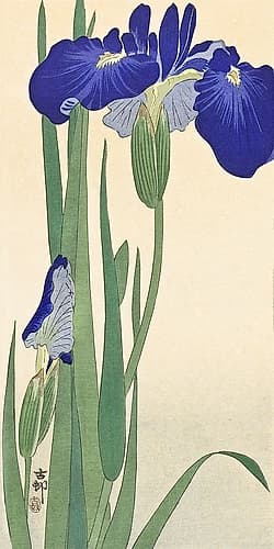 Irises Art Print