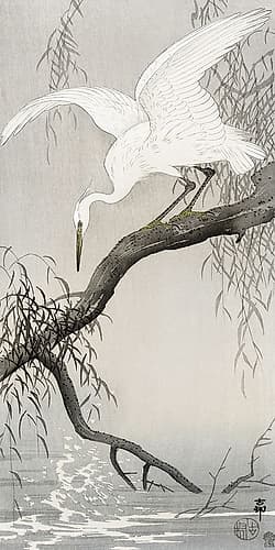 White heron on tree branch Art Print