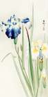 Irises Art Print