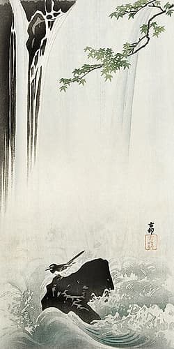 Japanese Wagtail at Waterfall Art Print