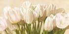 Off White Tulips Art Print