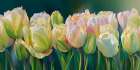 Field of tulips Art Print