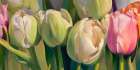 Fresh tulips Art Print