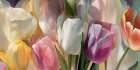 soft tulips (detail) Art Print