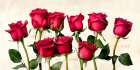 A Rose is a Rose is a Rose Art Print