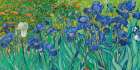 Irises (detail) Art Print