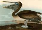 Brown Pelican Art Print