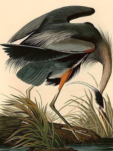 Great Blue Heron Art Print