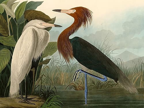 Purple Heron Art Print