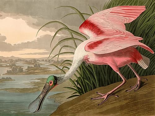 Roseate Spoonbill Art Print