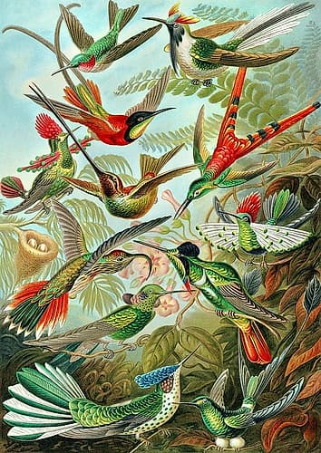 Trochilidae Art Print