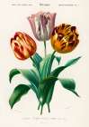 Didiers Tulip  Art Print