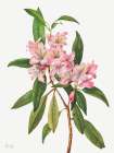 Rose Bay Rhododendron-1932 Art Print