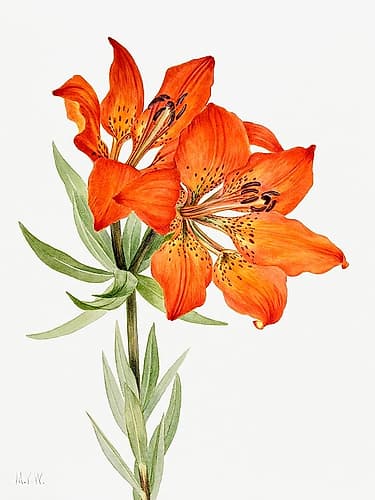 Red Lily-1923 Art Print by Mary Vaux Walcott