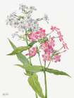 Perennial Phlox Art Print