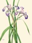 Blueflag Iris-1919 Art Print