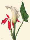 Calla Lily-1877 Art Print