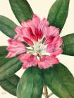 Mountain Rose Bay-1932 Art Print