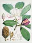 Magnolia Hodgsonii-1855 Art Print