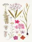 Hand drawn pink flowers Art Print