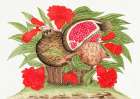 Basket of pomegranates Art Print