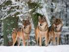 Wolves in the snow, Germany Art Print